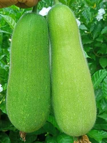 Wax gourd samen wachskürbis - wax,